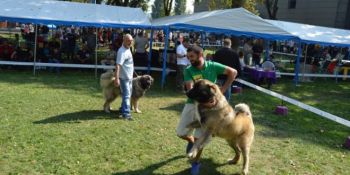 thumb_350_75pip_caini.jpg
