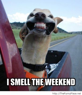 thumb_350_sl5ly_awesome-pictures-funny-funny-animals-funny-conversations-Favim.com-1027505.jpg